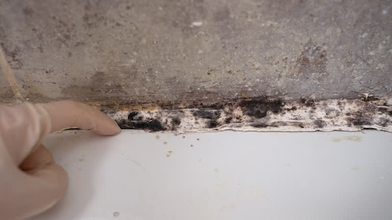 Trusted North Webster, IN Mold Removal Experts